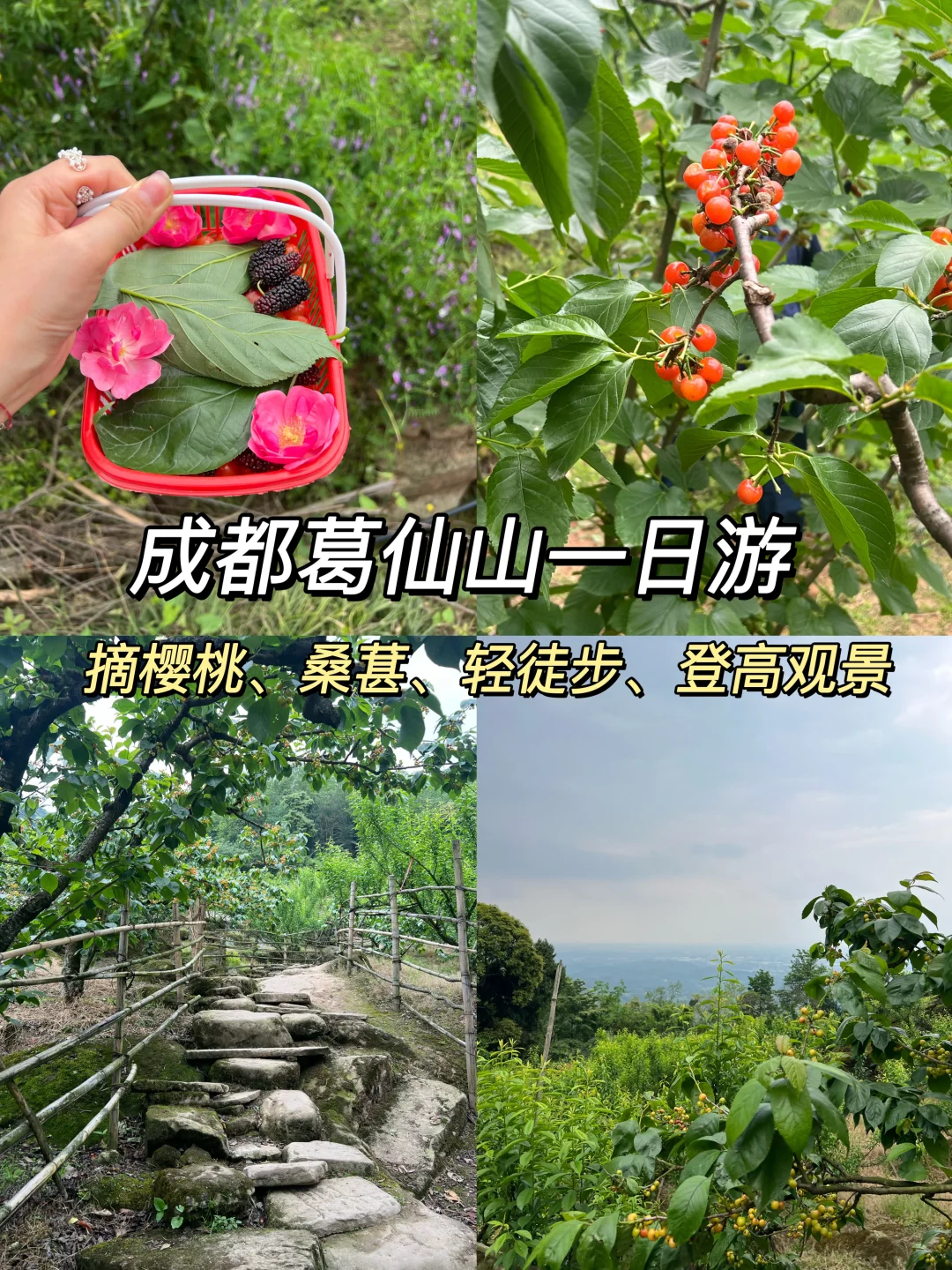 成都出发1h！彭州宝藏路线：摘樱桃、徒步攻略