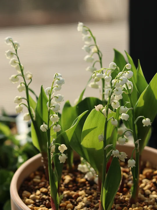 是谁心心念念的铃兰呀~