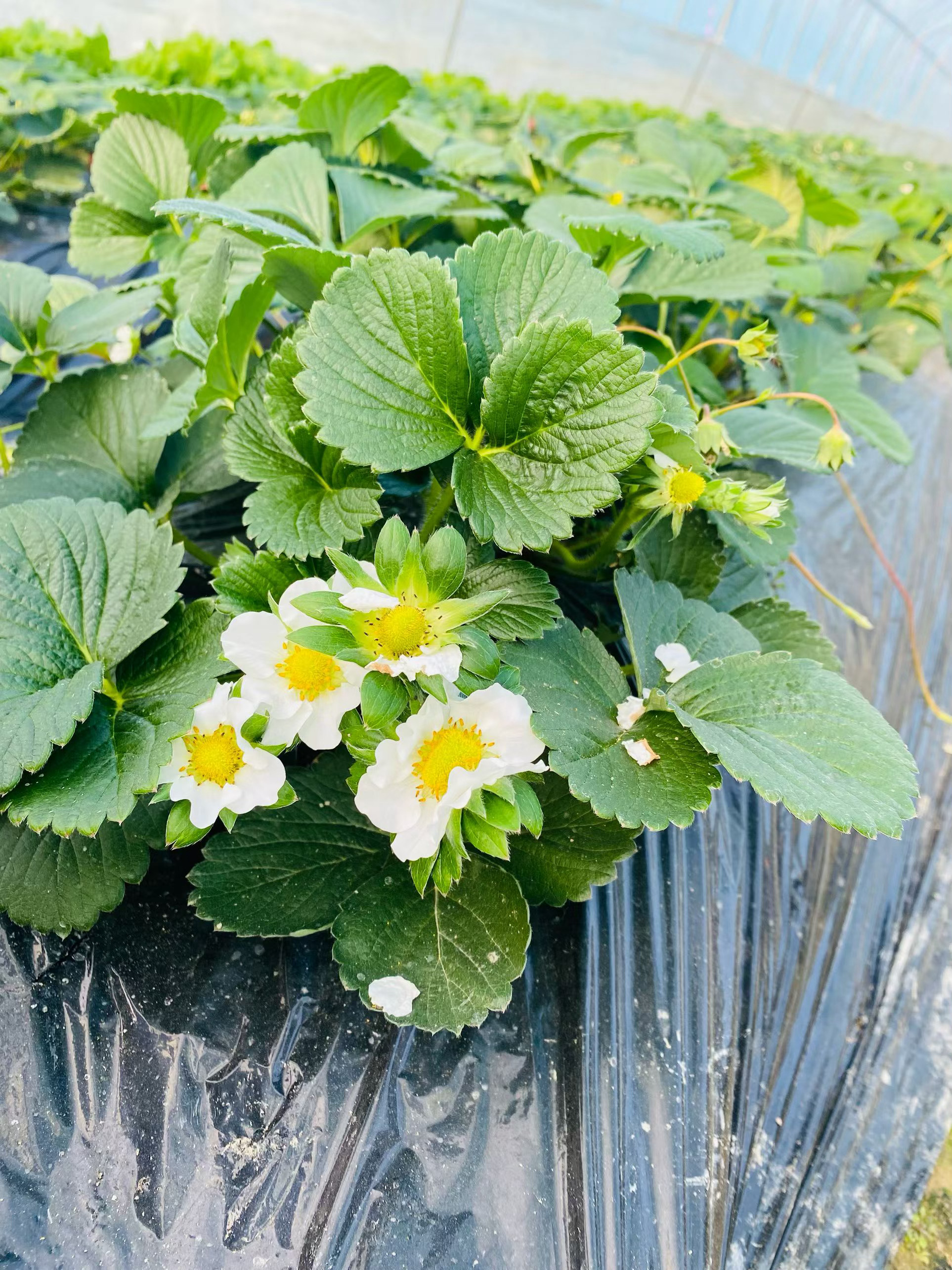 冬天很冷 草莓很甜祝我们：