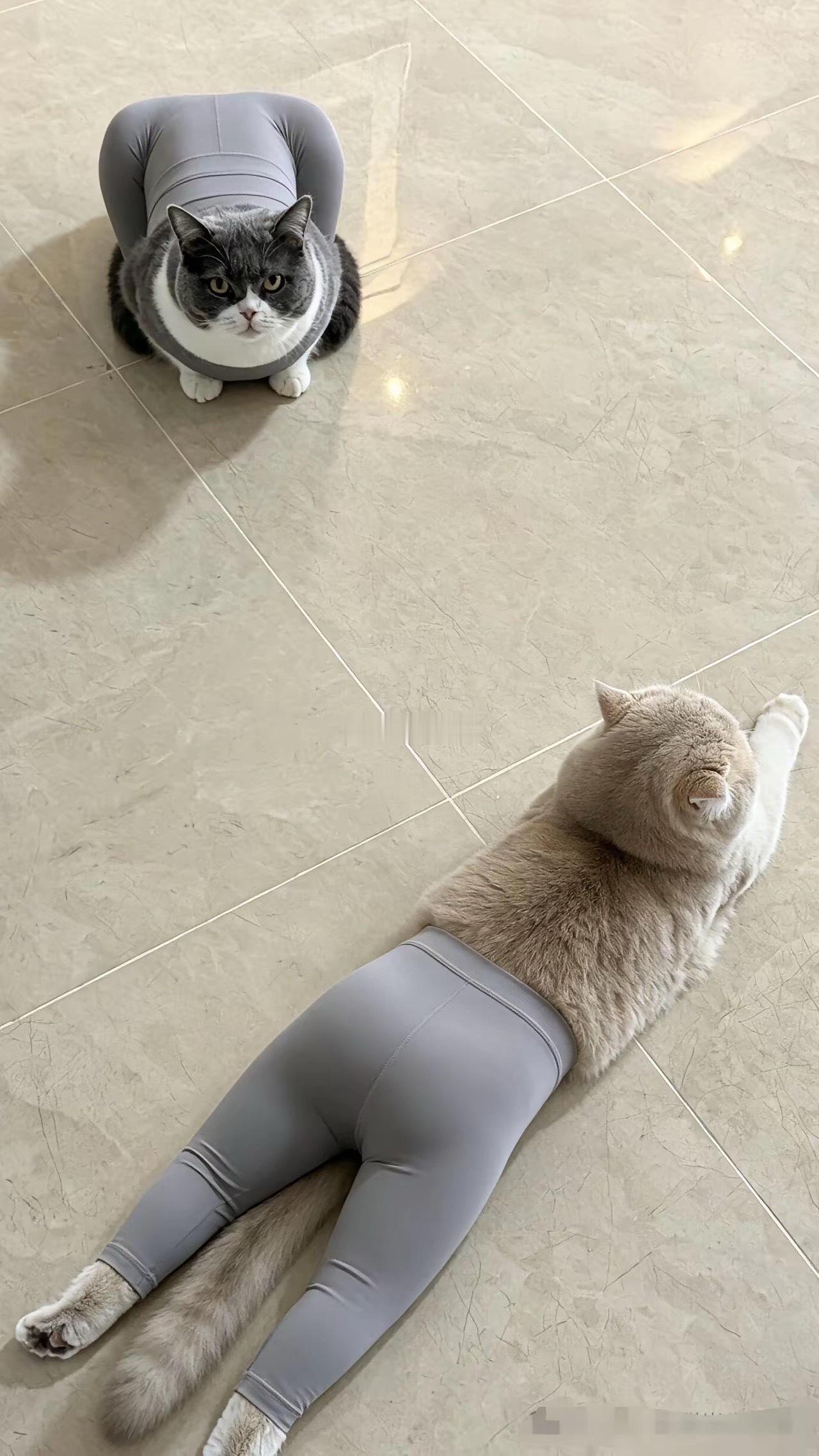 给我家猫也安排上看看