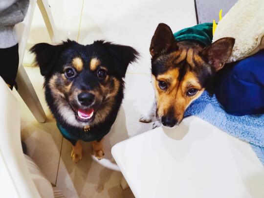 会对镜头笑的小狗