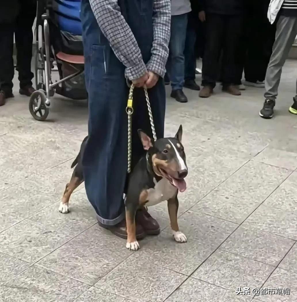 牛头梗的主人用铁链拉着狗，双腿紧紧夹住她的恶犬，仅仅是怕它再去伤害更多的人吗？我