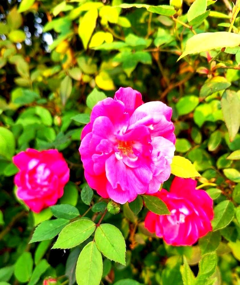 百亿女富豪刚去世，亲儿子立马攥住继父胳膊，所有人都以为要上演豪门恩怨了！
结果他