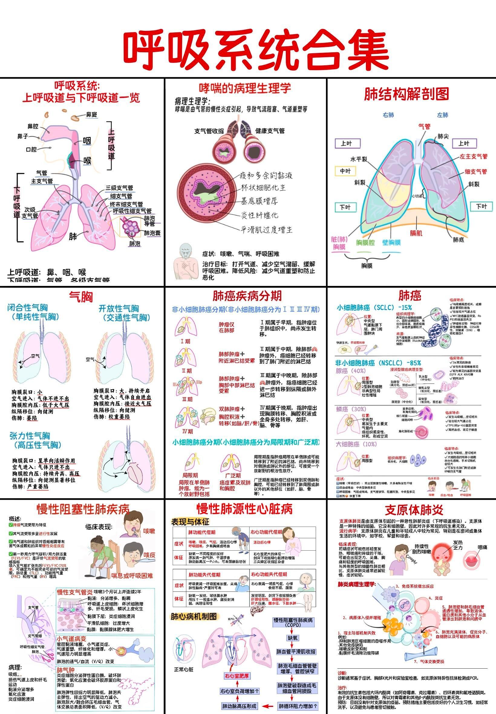 呼吸系统解剖图合集，共18张图，值得收藏，看懂呼吸道问题，以及呼吸系统疾病病因