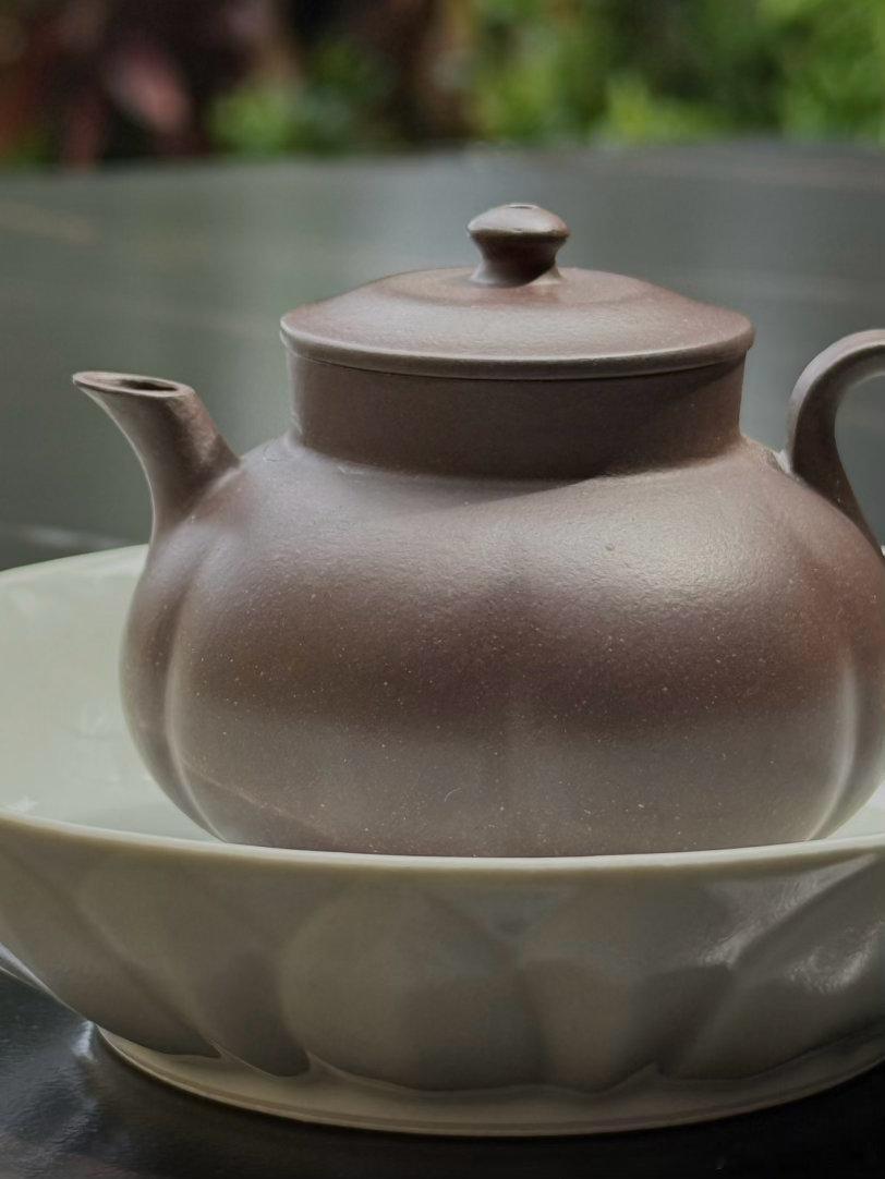 陈年弯弓古树，老茶客讲：能喝饱的茶！瑶族森林放养古树茶，后期转化共同的特点是：茶