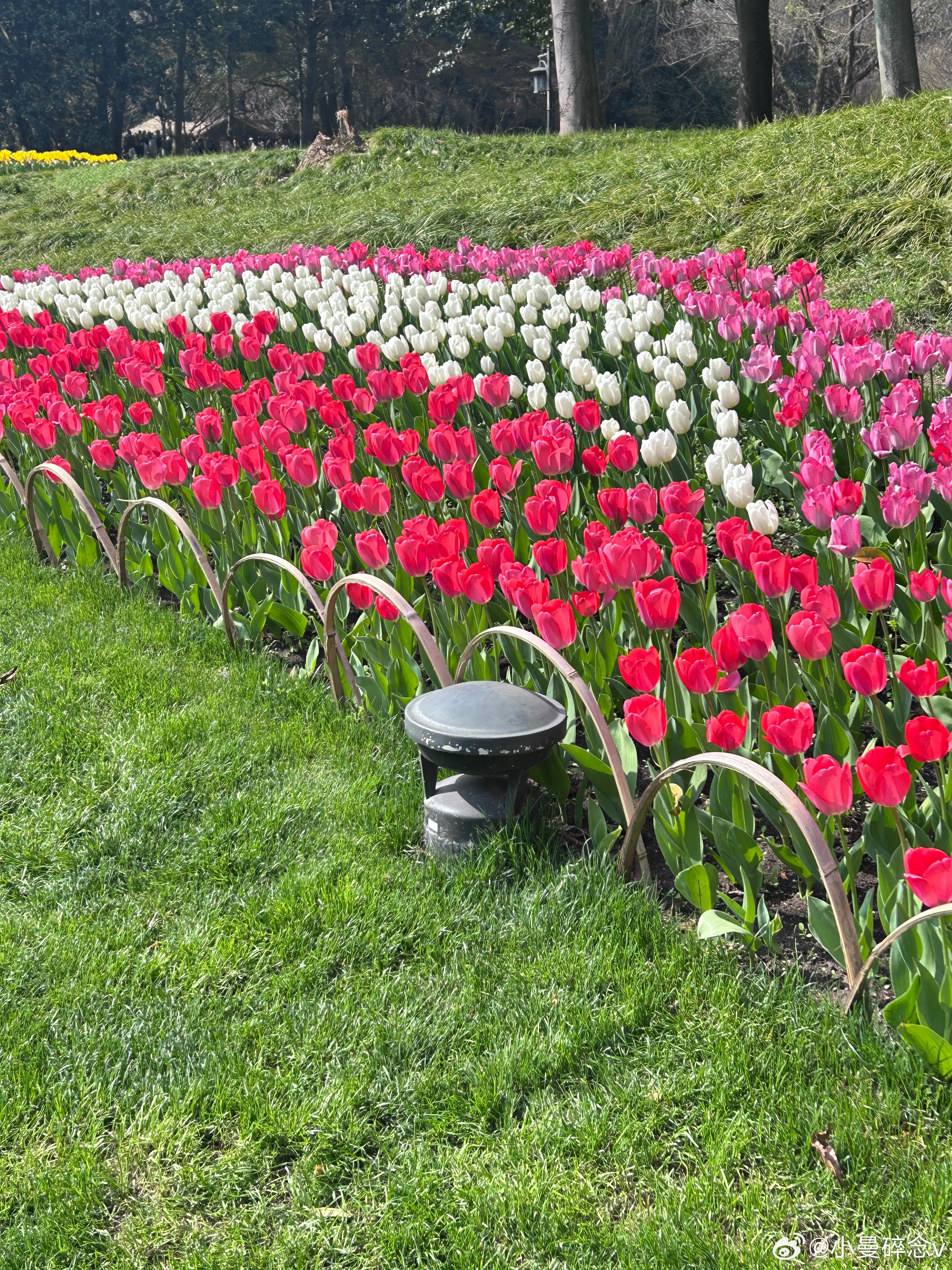 今天的太子湾有一万人吧人比花还多，手机拍不出郁金香🌷🌷的美～太子湾公园郁金香
