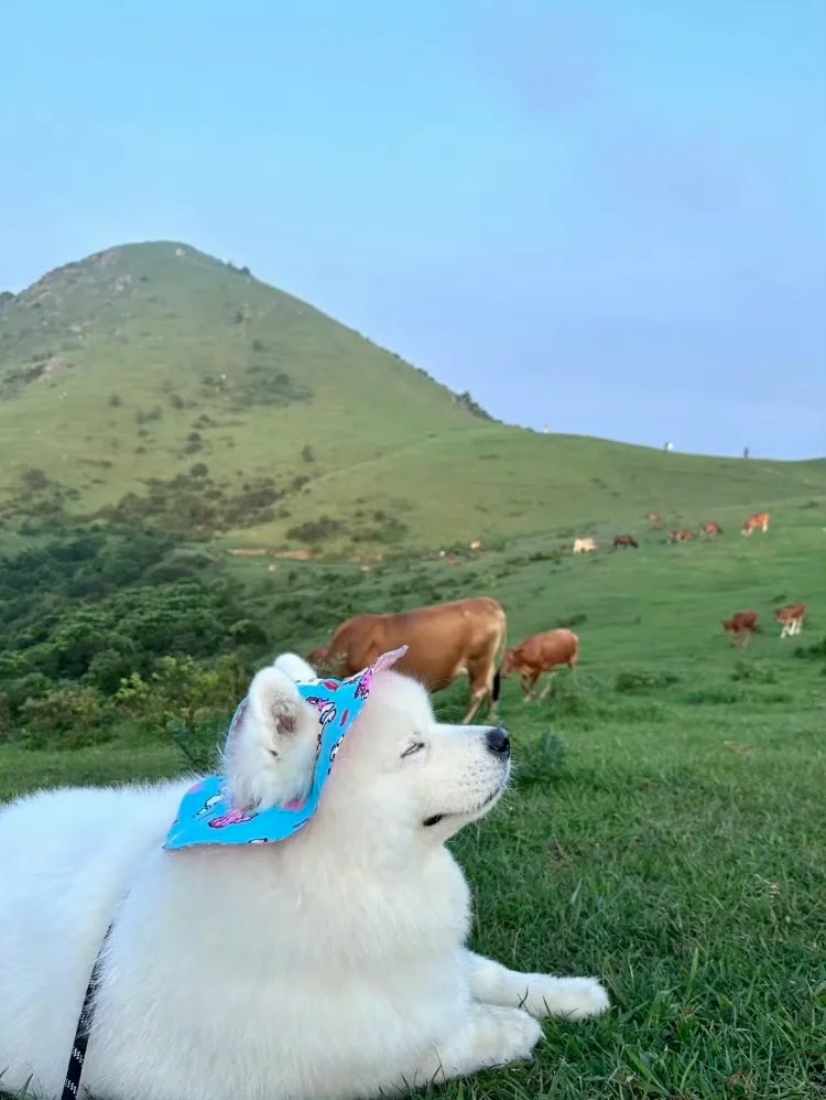 妈妈 狗生是旷野