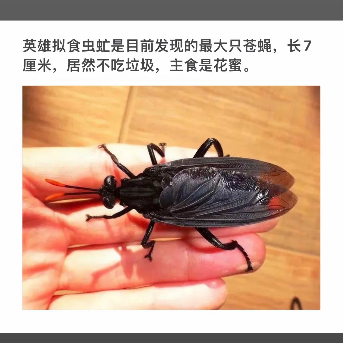 巨型拟食虫虻：不吃垃圾专吃花蜜！