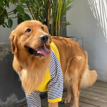 贝勒八爷