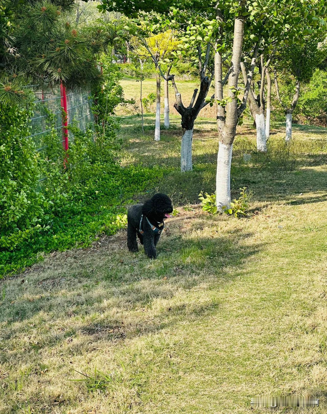 带着百万去了一趟海边。
进了足球场打开绳子让它自由奔跑了一会。
有一家妈妈带着孩