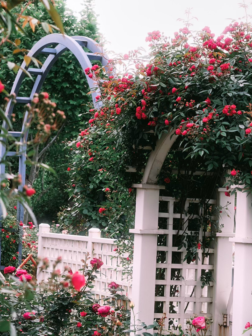 武汉放大招了，🌸五一沙湖公园“绝美”！4月24日实拍📷开学季 2026“武汉