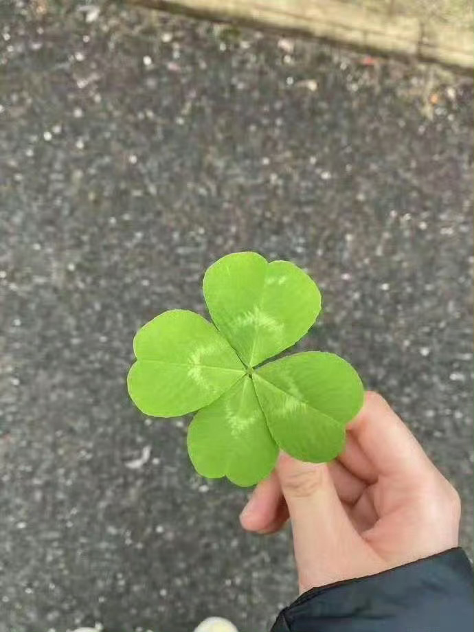 首页刷到四叶草不要无视超灵的🙏运势