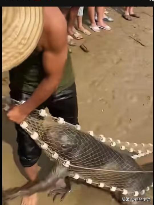 有人认识这是什么怪物吗？这是一位网友发给我的照片，网友说是用鱼网从水里捕上来的。
