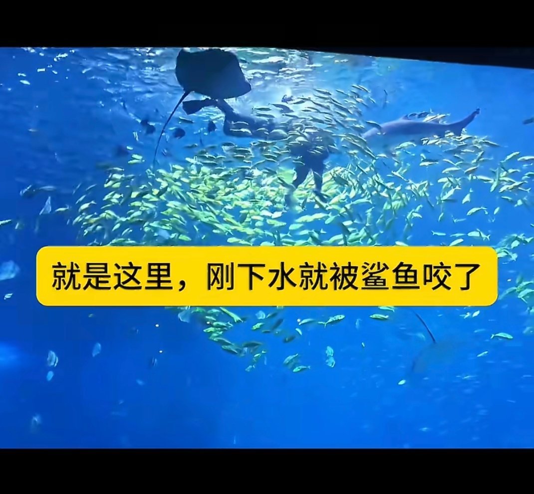 长沙鲨鱼咬律师往好处想，至少省了律师费，并且成了第一个在长沙被鲨鱼咬的人。