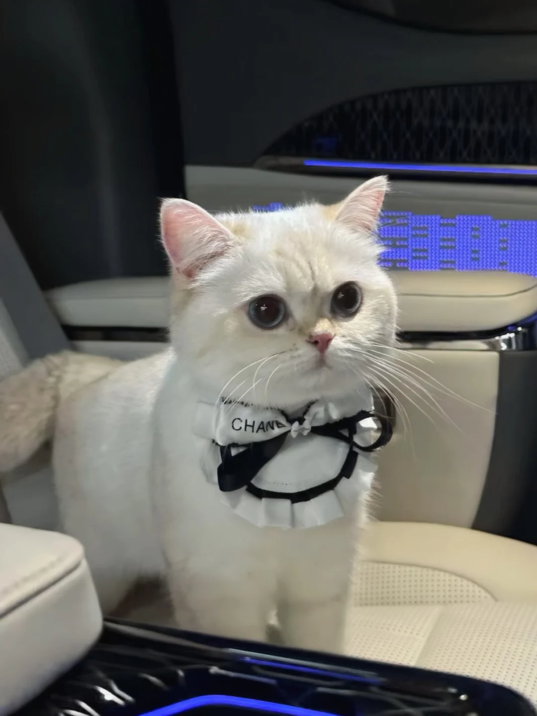 本咪的精致程度你想象不到～