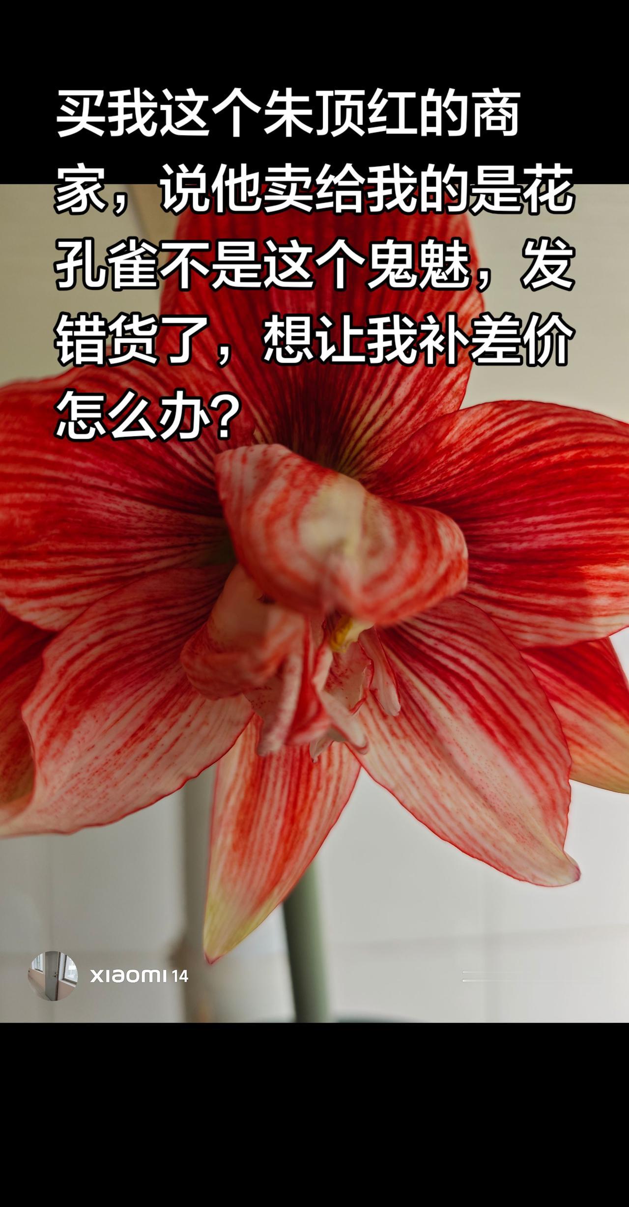大家帮我看一下，这到底是什么品种朱顶红？我在好几家买的朱顶红，没做标签，现在不好