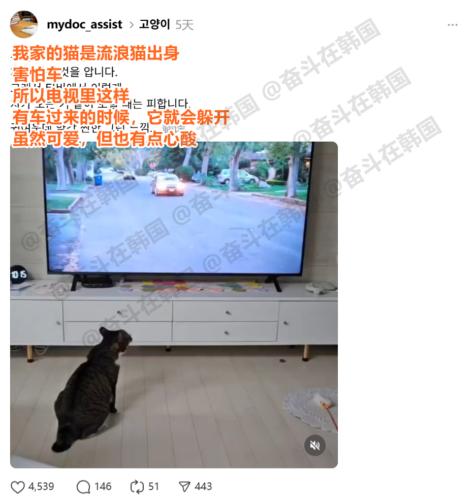 以前当过流浪猫的家猫 [泪奔] 海外新鲜事热点现场 ​​​