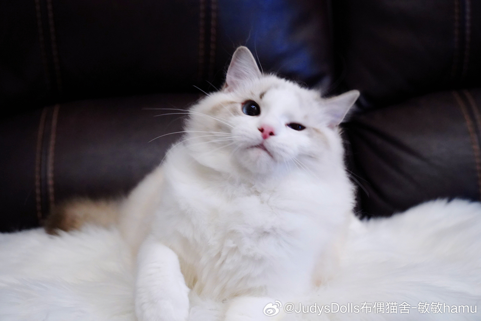 周一需要小猫的wink喵星人的日常上海布偶猫舍日常吸猫