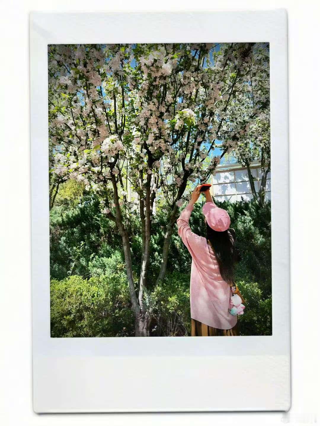 唐嫣樱花撕拉片唐嫣樱花拍立得九宫格 哦莫哦莫 