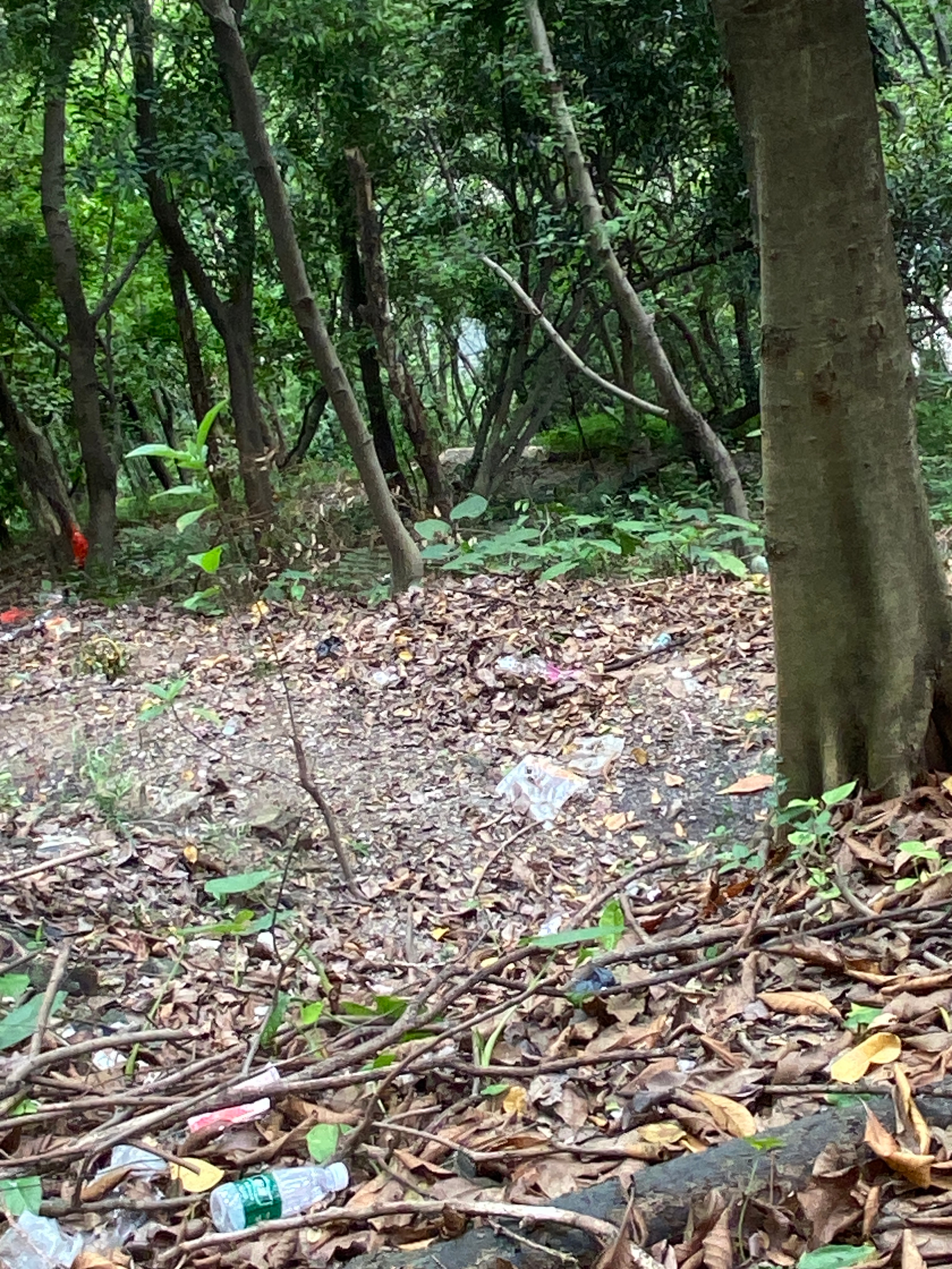 娥要归隐山林了。 