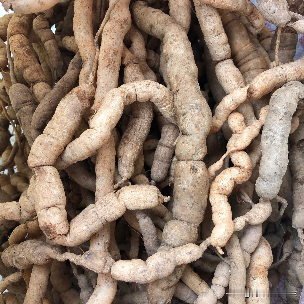 3个人深入大山挖了3天！太难了！