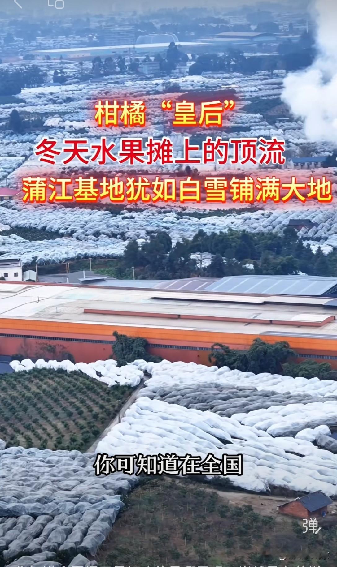 成都蒲江县真有钱！年产值100亿，出口20多个国家，预计今年耙耙柑的产量超80万