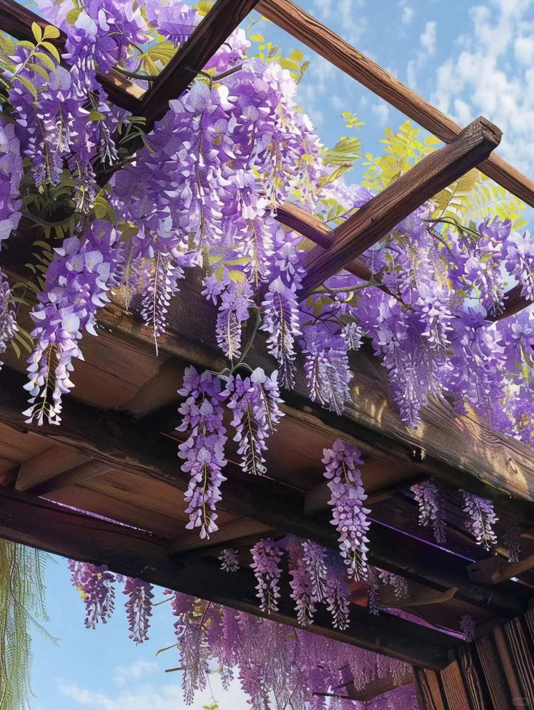 美丽的紫藤花