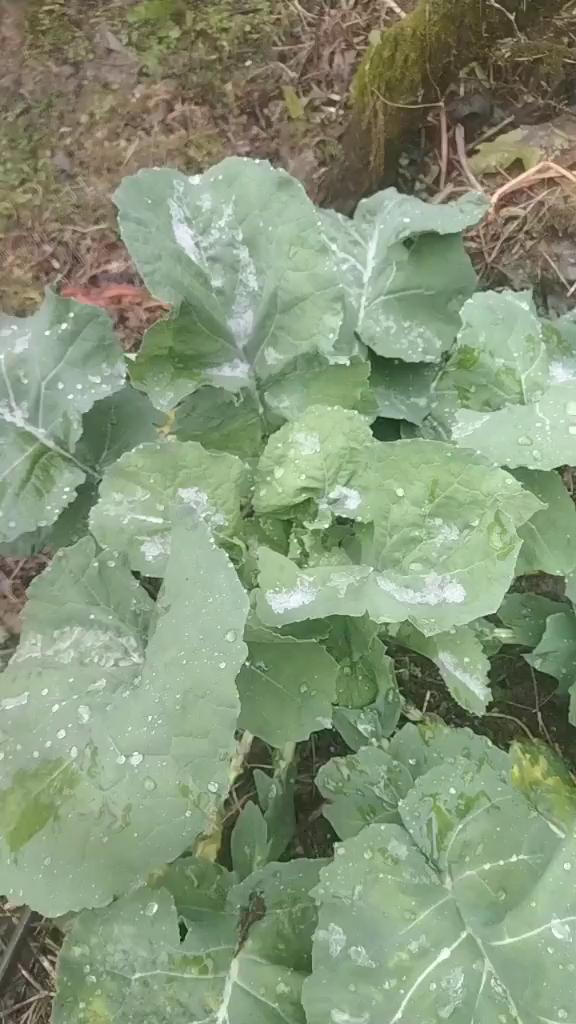 今年第一场雪，把油菜压的欢得欢白。