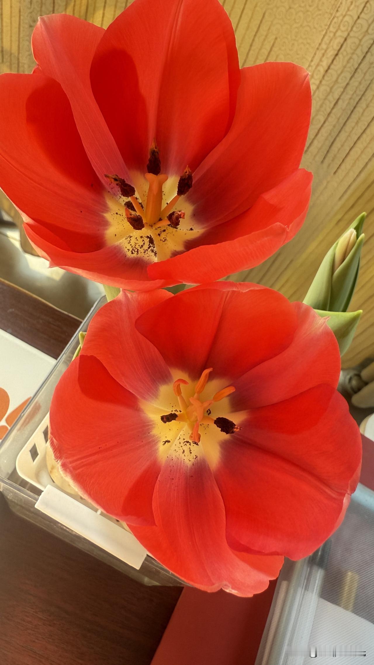 怒放的生命
凡事果然不能心急
形似大蒜🧄也别急着扔
养养有惊喜了[捂脸]