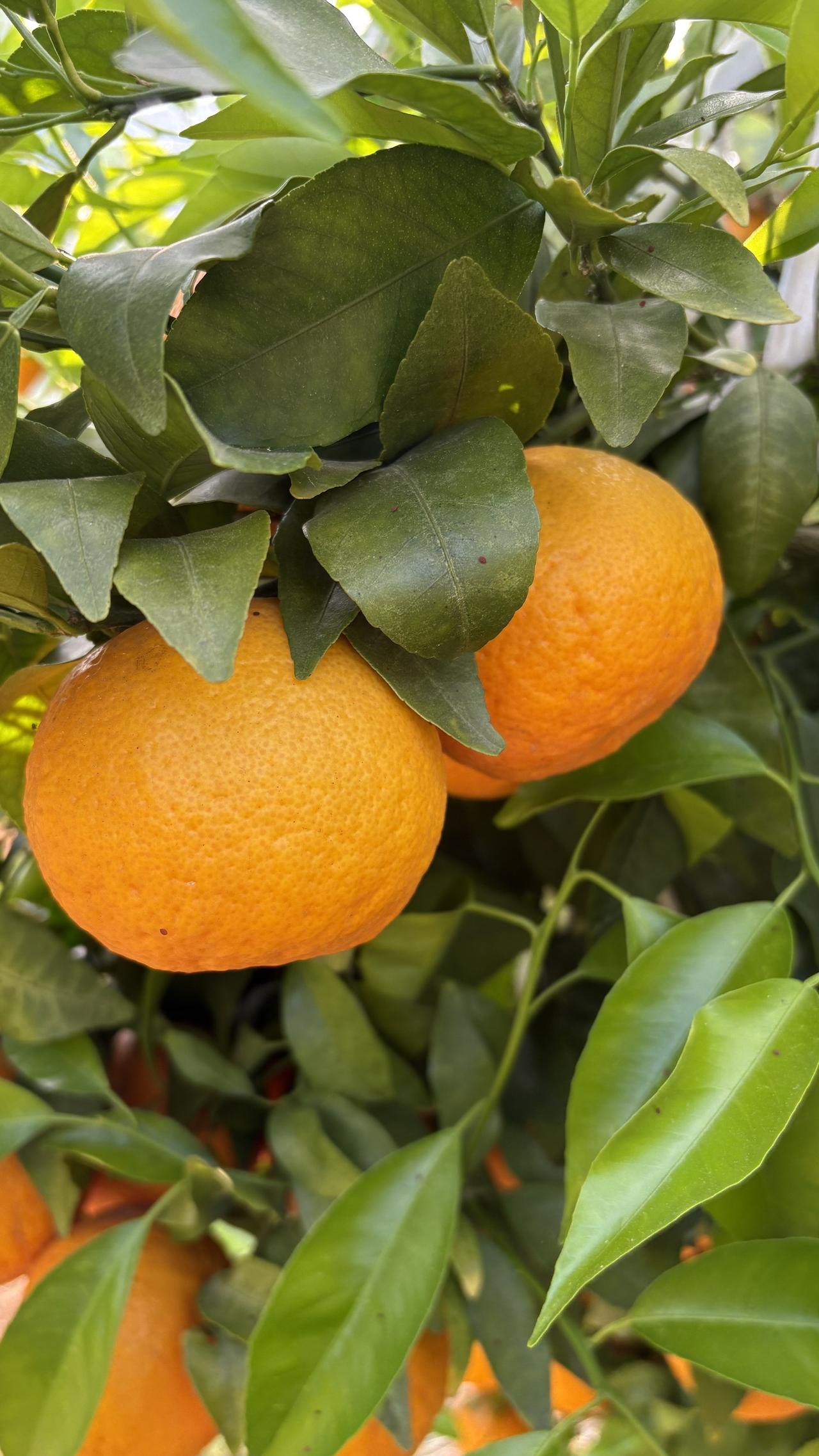 摘沃柑，吃沃柑的