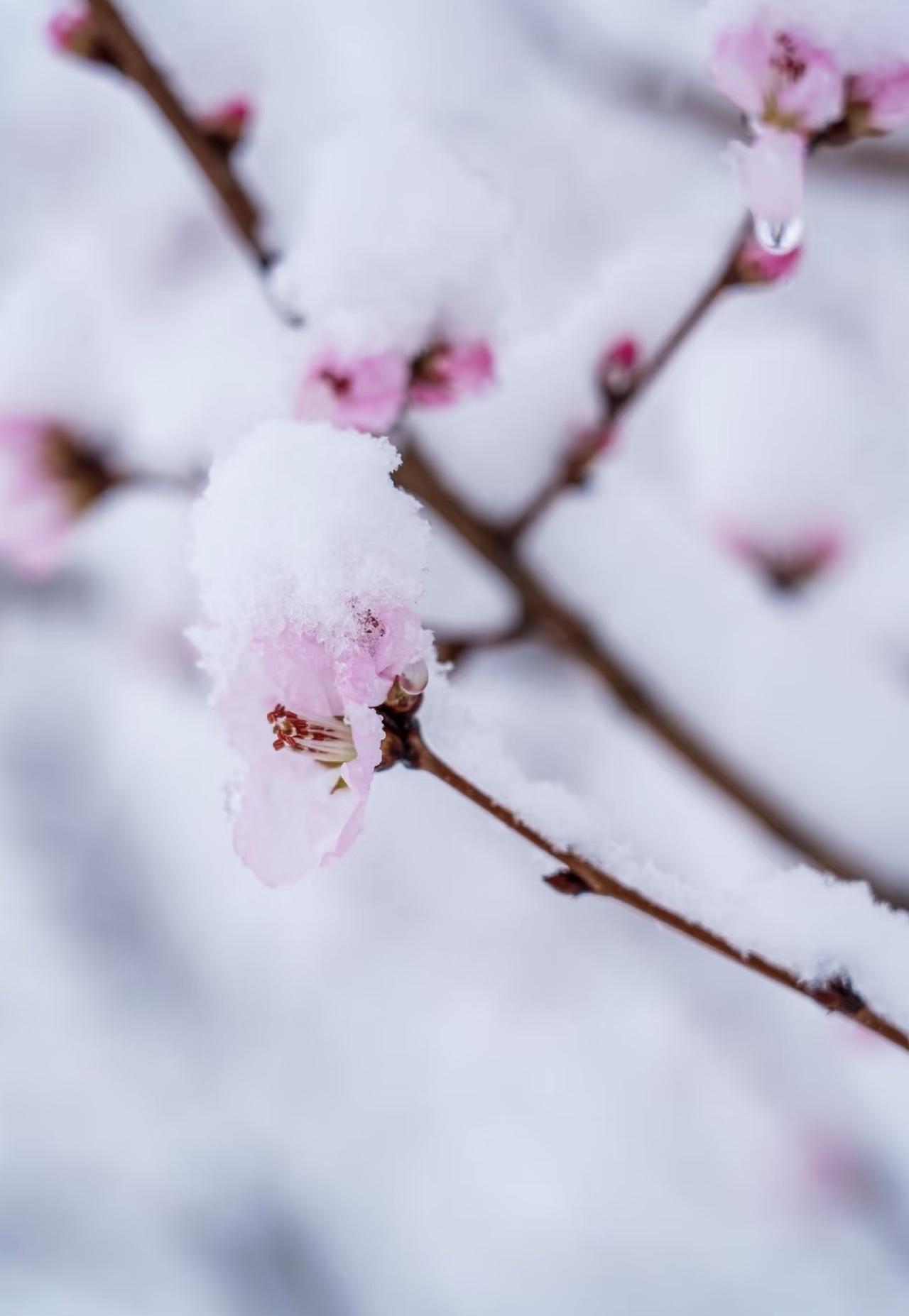 你拍的野花发出来看看前两天下雪拍的