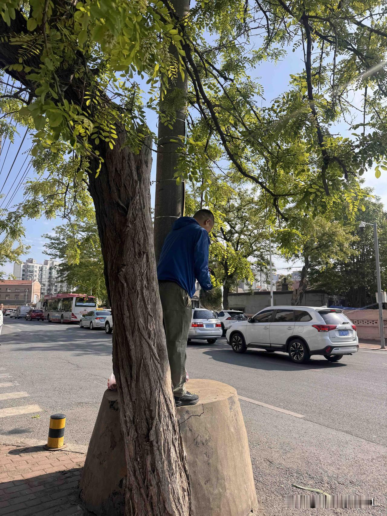 我发觉，如今生活水平提升了，还是有一大批人钟情于吃野菜野花。

今早去市场买菜，