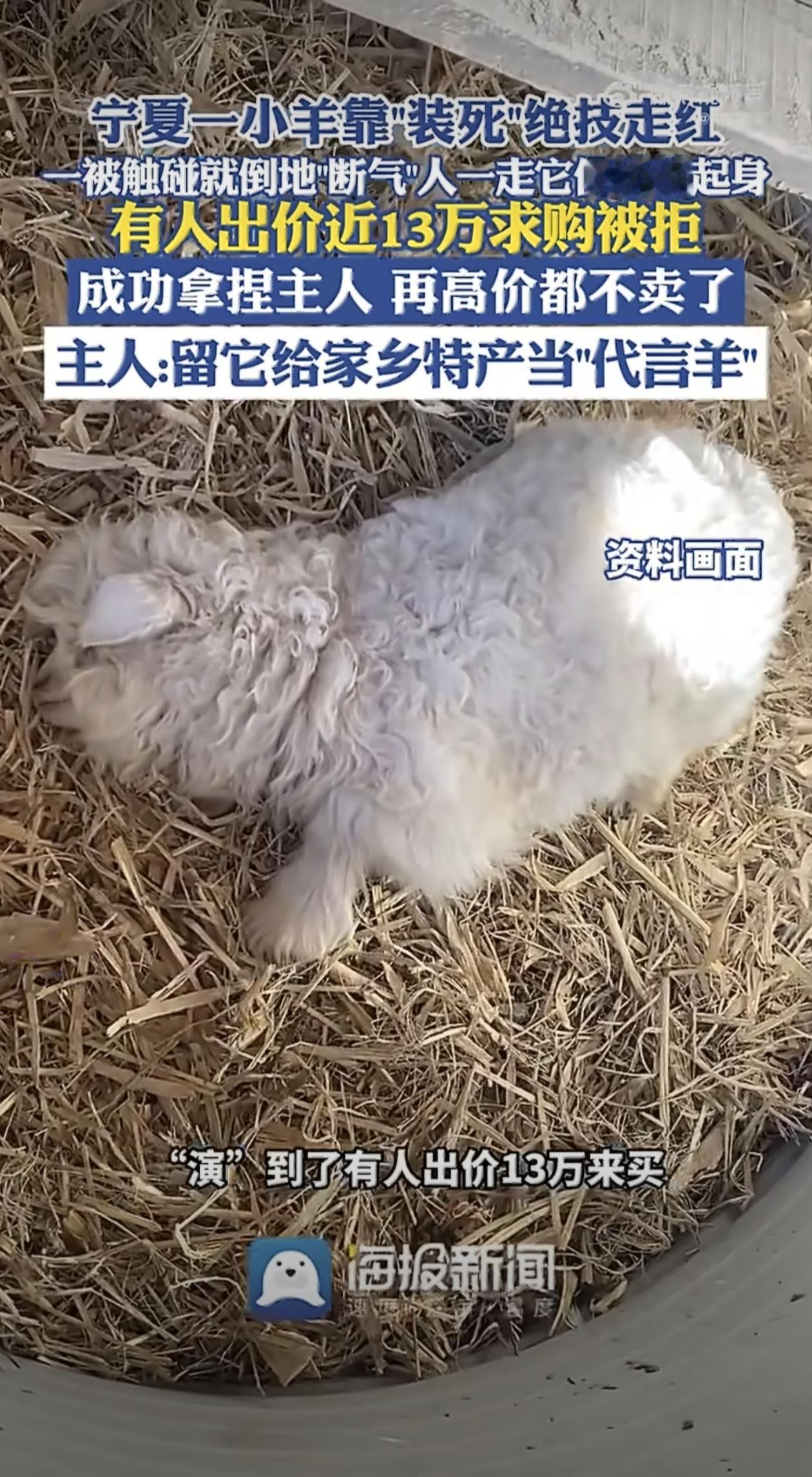 宁夏平罗县有只刚出生十来天的小羊羔，最近在网上火得一塌糊涂。这事儿得从养殖户金小