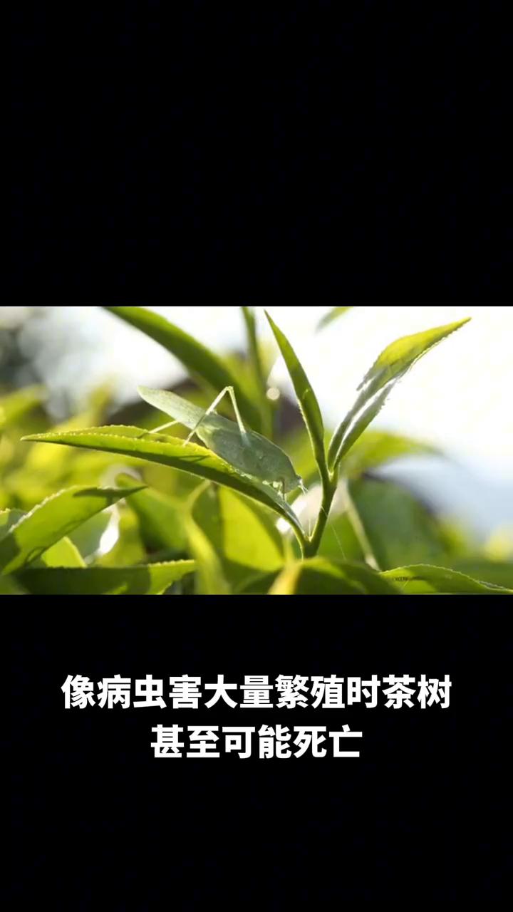 茶叶在生长期间是会打农药的，茶树会遭受病虫害，这会影响茶叶产量和质量。像病虫害大