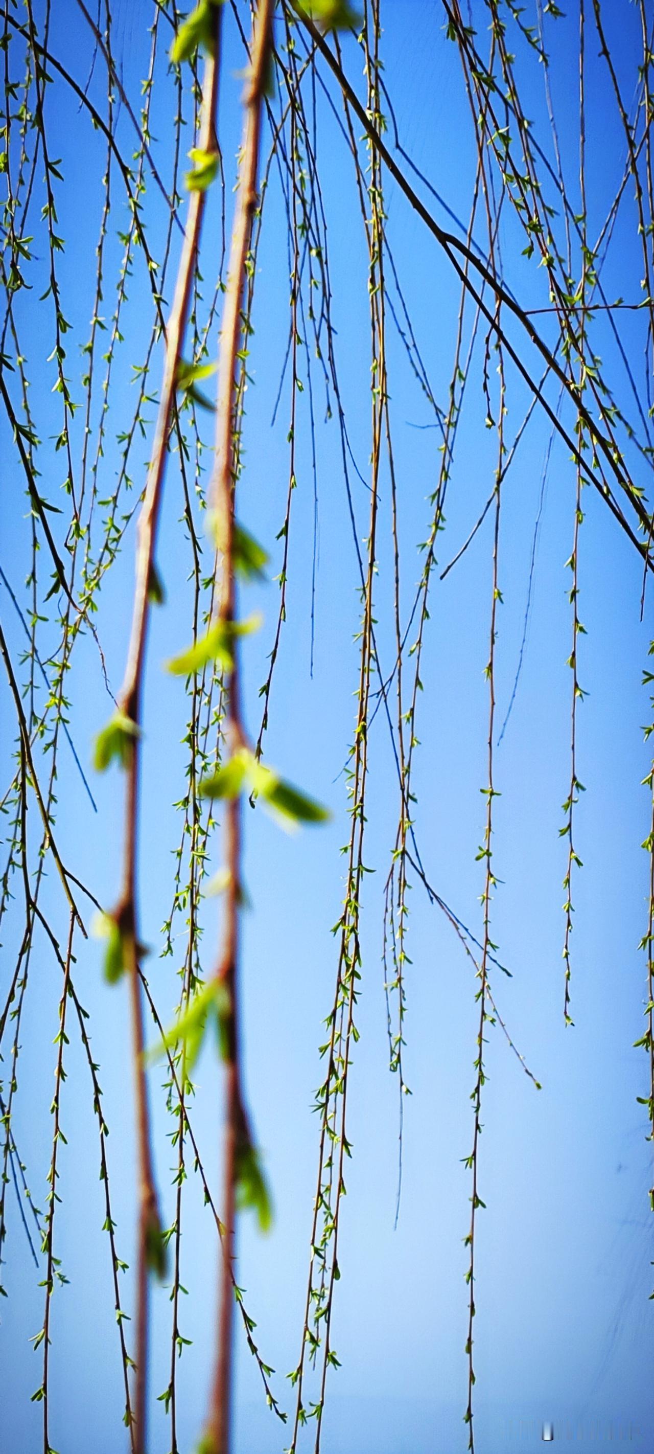 冬日生活打卡季汉江湿地公园的堤顶路上，柳树已经发芽了。远远望去，有风之处，丝柳如