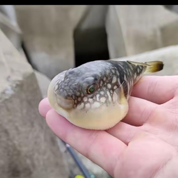 悲剧还是发生了!近日，辽宁大连，一男子在海边钓鱼时，钓上来不少河豚，他知道这种鱼