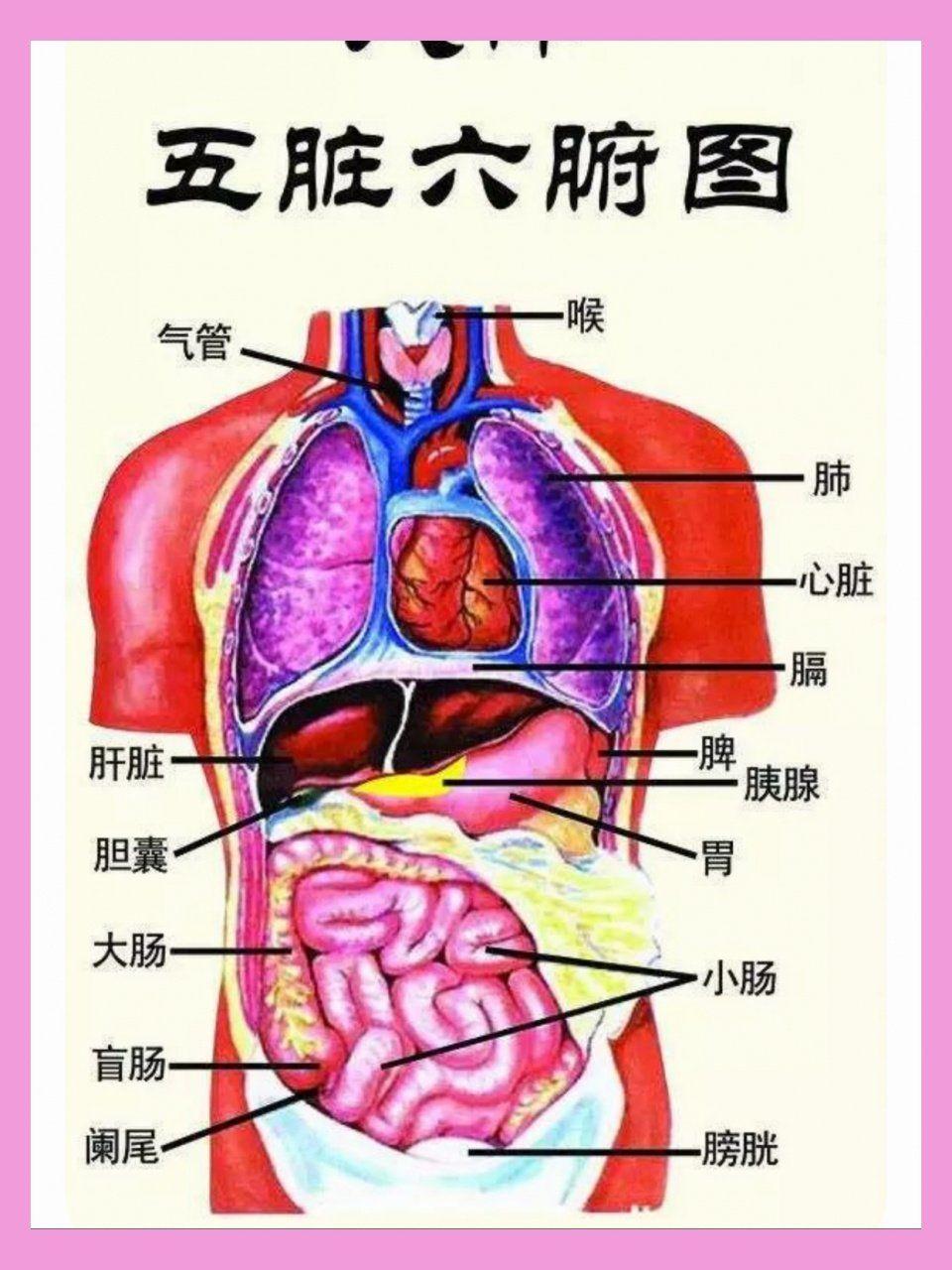 别再糊涂了！五脏六腑和三焦到底是什么？教你科学认知+实用保养法，健康饮食这样吃，