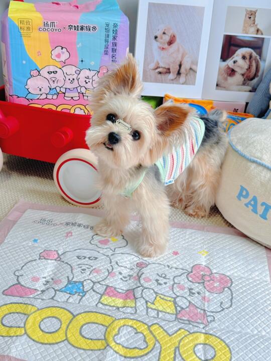 🐶：哎哟🤔这尿垫有点东西！