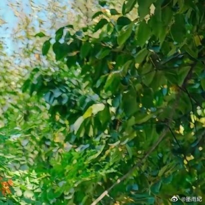 0000墨雨纪 凌霄花种植教程1. 栽培方式：园土+腐叶土+粗沙，疏松肥沃排水土