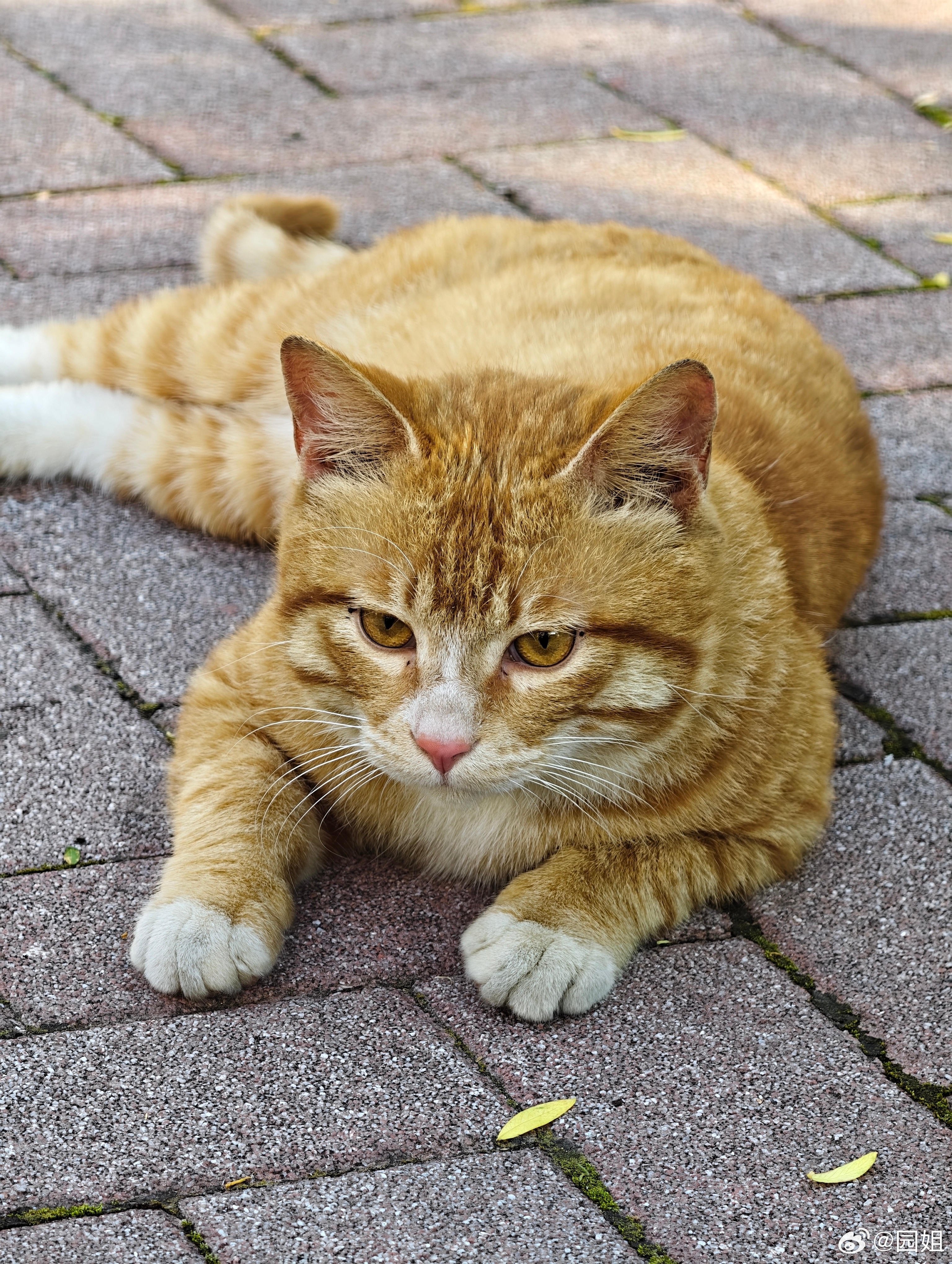 小区里有一只橘猫，很乖很乖可以随便撸猫