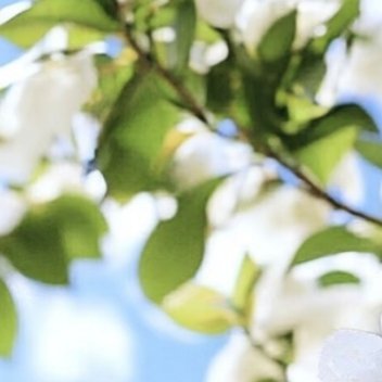 0000栀子花种植养护攻略想让栀子花花苞爆满、洁白飘香、四季常青，掌握核心养护方