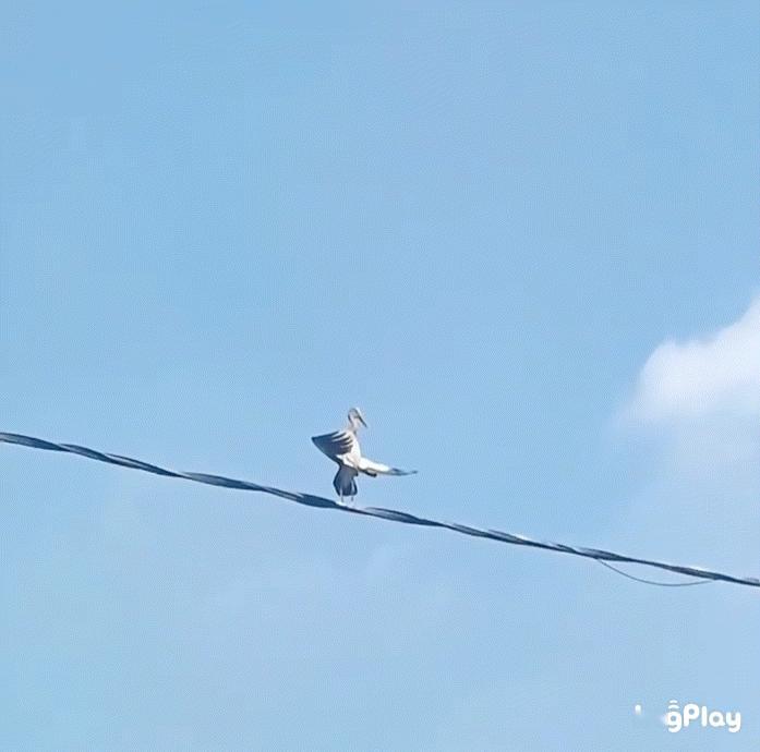 晒太阳的【钳嘴鹳】🐦：赐予我力量吧！！ ​​​