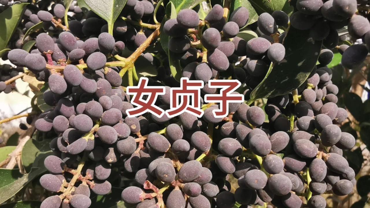 🌿女贞子被誉为“长生不老果”，《本草纲目》记载它是上品无毒妙药，制成茶可与枸杞