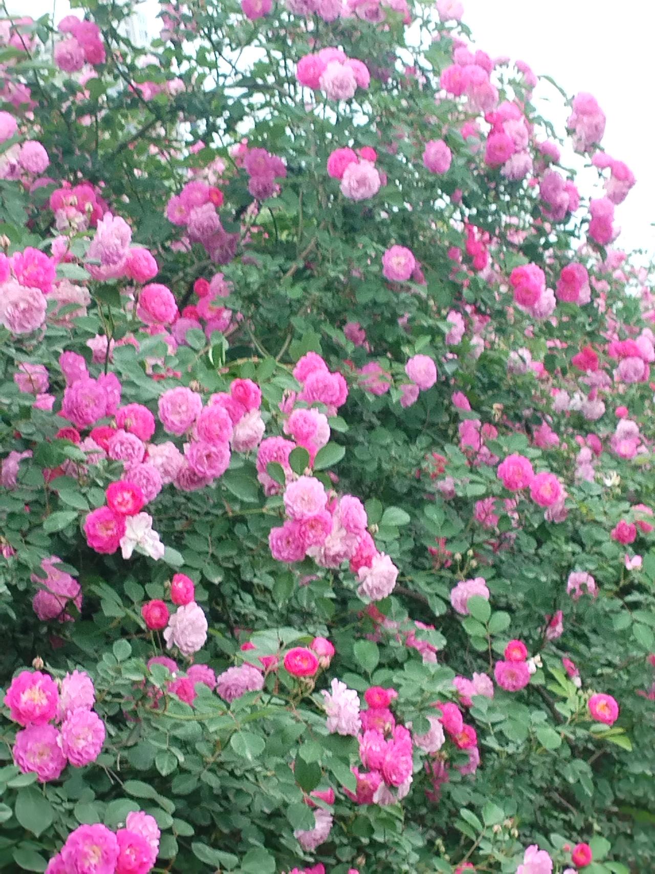 “应图求骏马，惊代得麒麟”这句话可以从字面和象征意义两个层面来理解。

首先，字