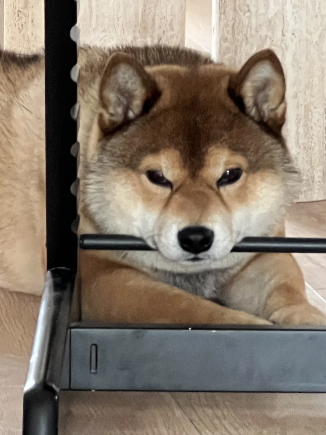 🐶：有一天，我发现自己有两张脸………