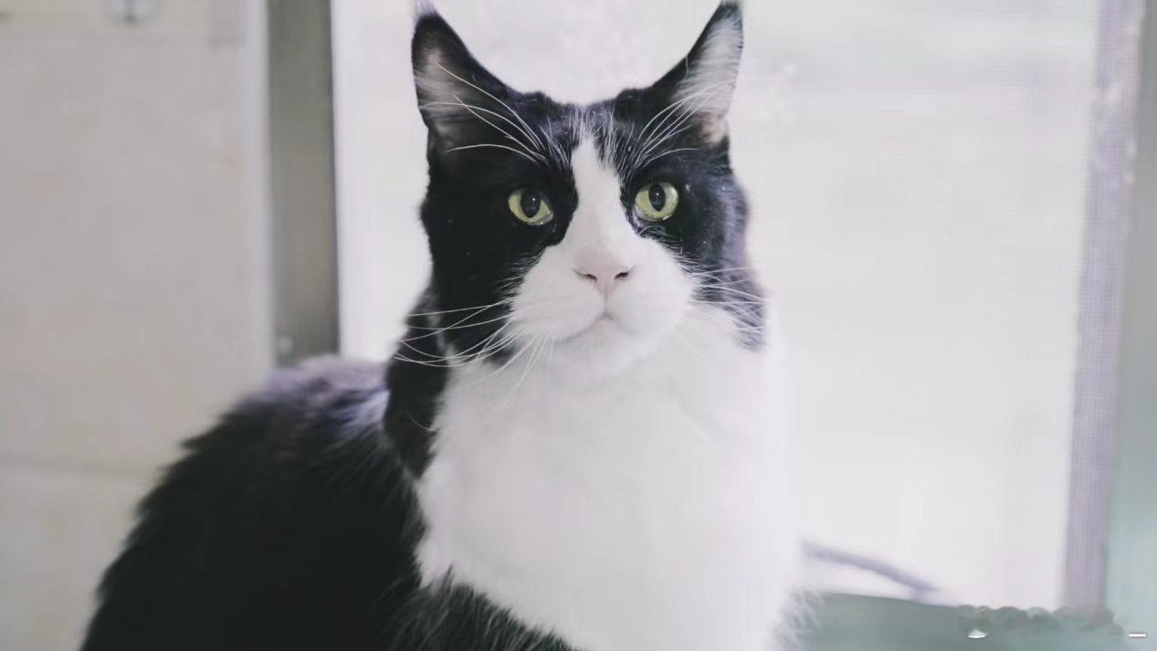 春风十里昆明有你凡人微光聚春城我就是滇风猫咪是家人，是朋友，在照顾、陪伴它们的过