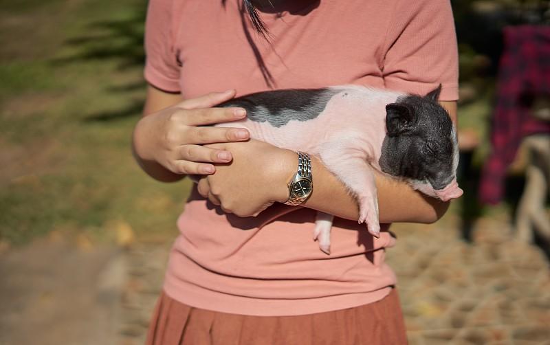 妈妈买猪给孩子当宠物养，网友：这是养了个“饭搭子”
妈妈买小猪给孩子当宠物，画面