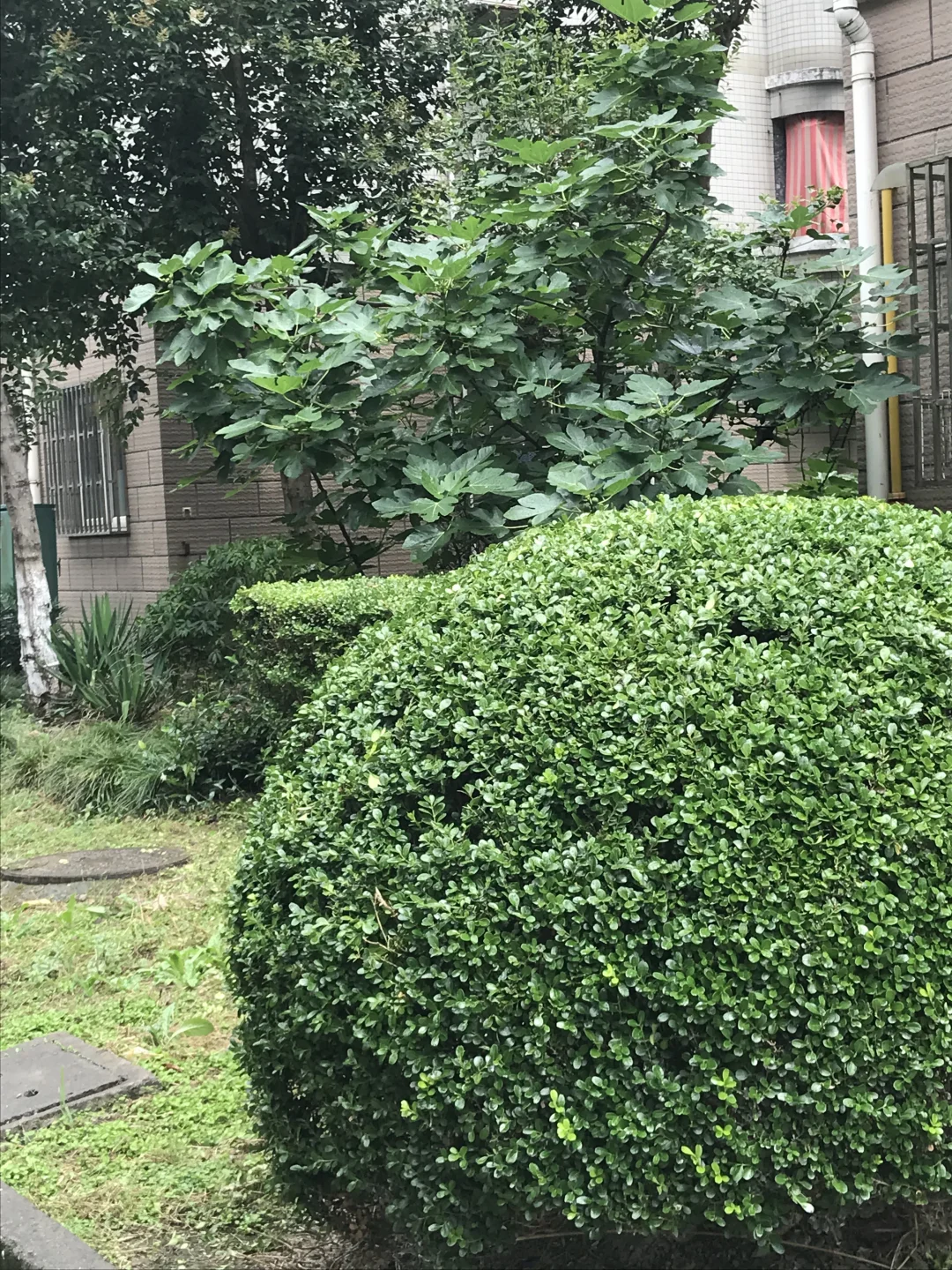这个绿球有点可爱