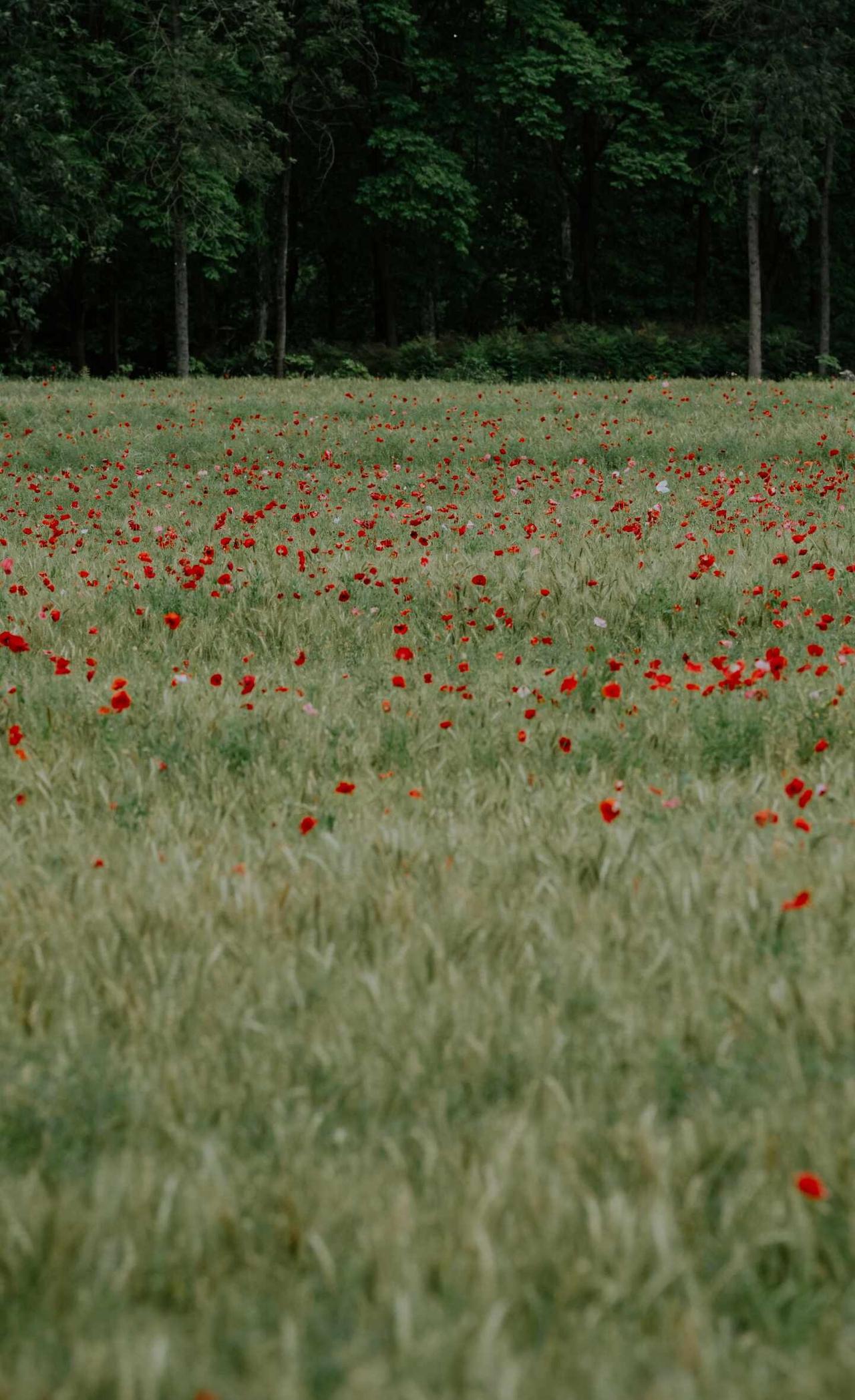 还是成都市政懂浪漫🌹
大片的麦田了开出片片虞美人[赞][赞]油画般的春天 交换