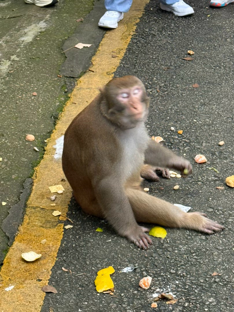 给大家看猴🐒（被爸妈硬拉来爬山了😢 ​​​